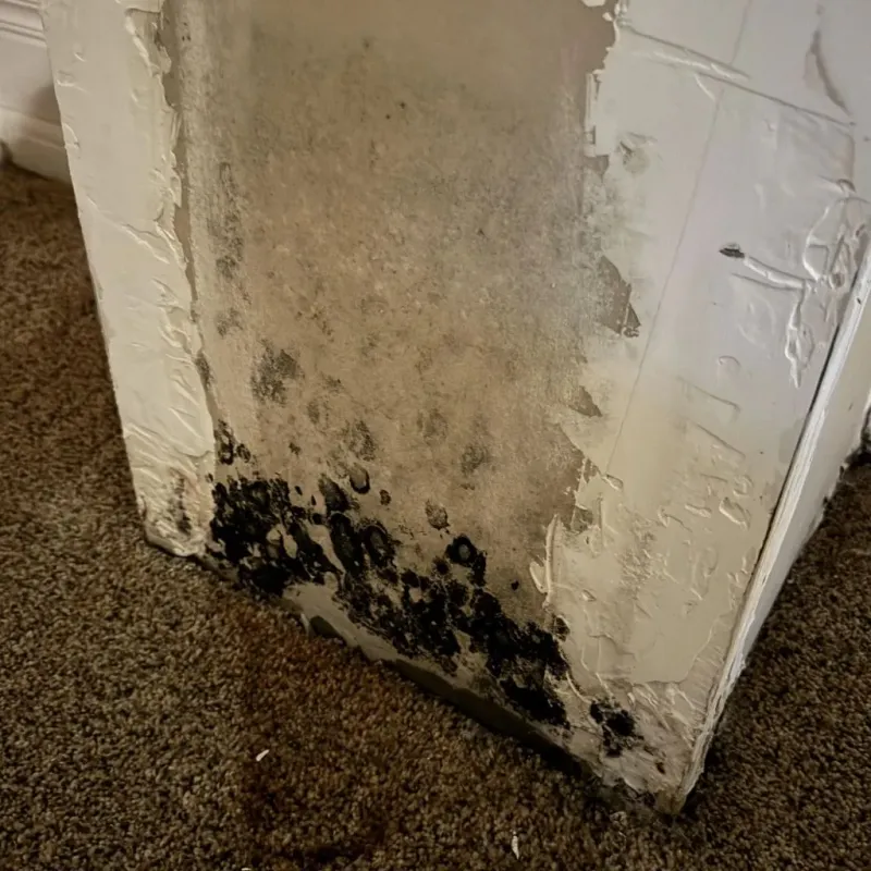 Professional Mold Removal in Corning, NY